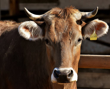 product-beef-370x300