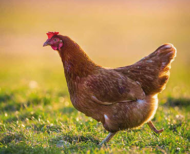 Product Poultry