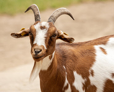 Product Goat