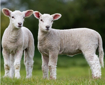 Product Lamb