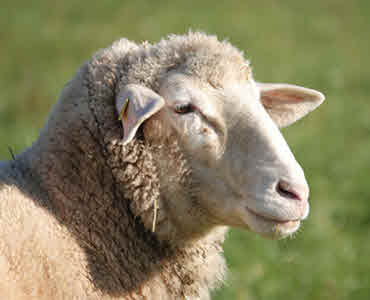 Product Sheep